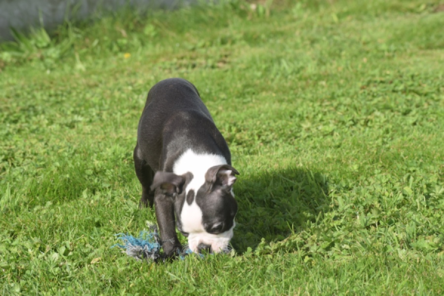 Boston Terrier (reu) 50256