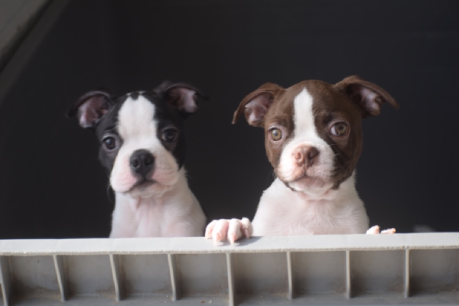 Boston Terrier (reu) 50256
