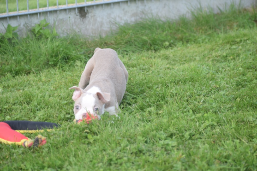Boston Terrier (reu) 50109