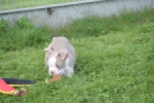 Boston Terrier (reu) 50109