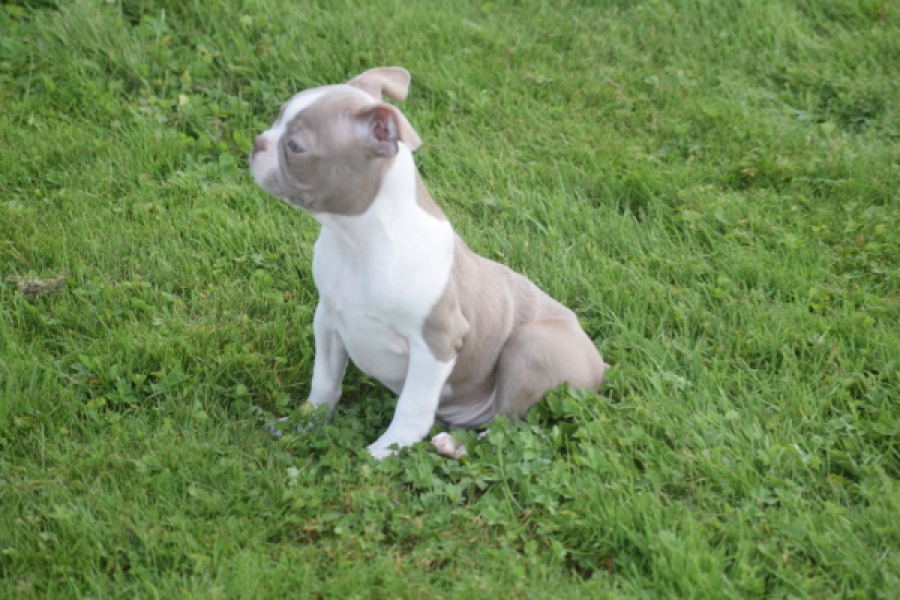 Boston Terrier (reu) 50180