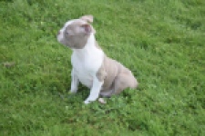 Boston Terrier (reu) 50180