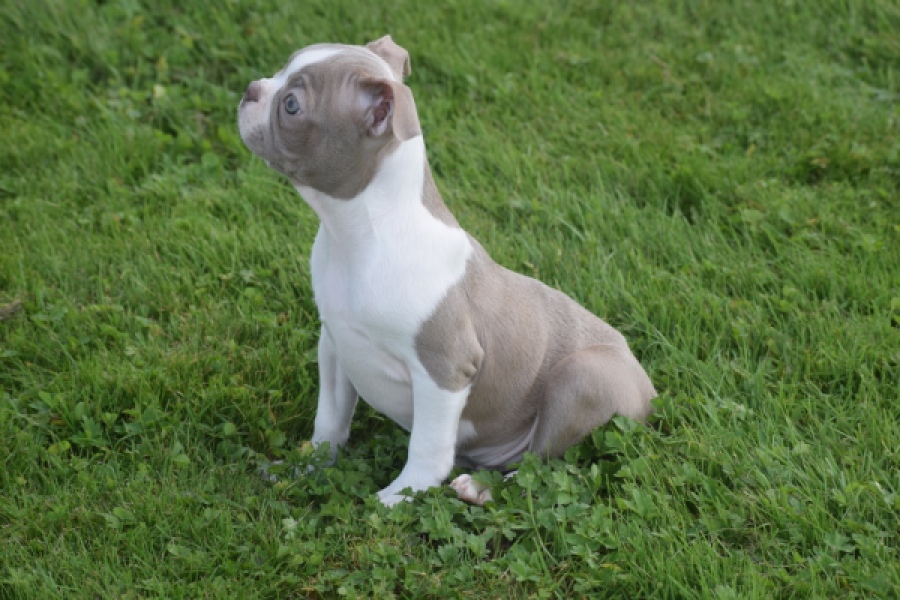 Boston Terrier (reu) 50180