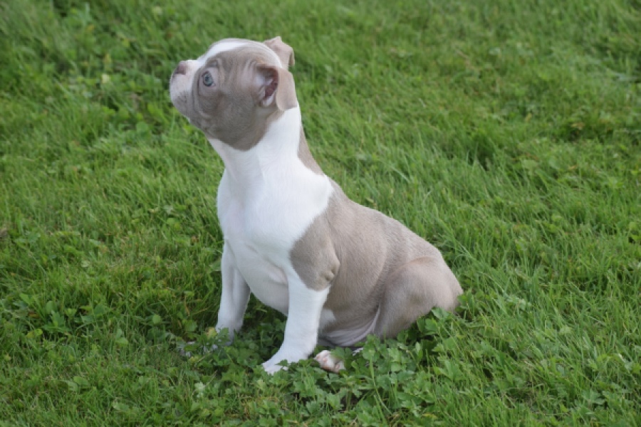 Boston Terrier (reu) 50180