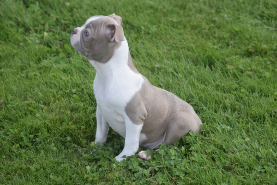 Boston Terrier (reu) 50180