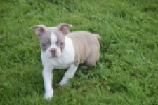 Boston Terrier (reu) 50180