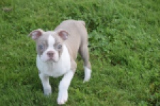 Boston Terrier (reu) 50180