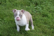 Boston Terrier (reu) 50180