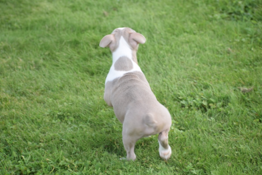 Boston Terrier (reu) 50180