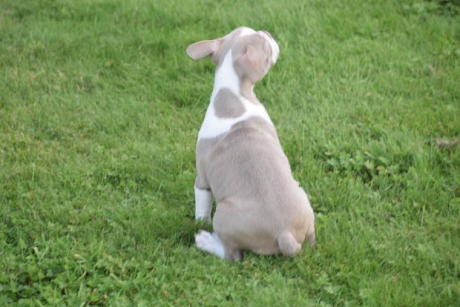 Boston Terrier (reu) 50180