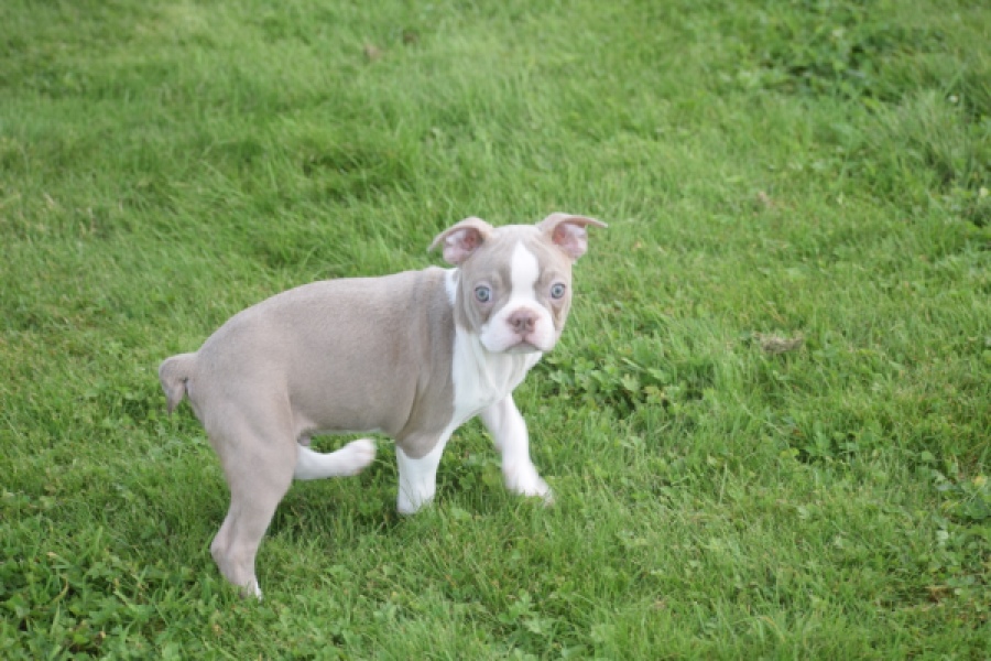 Boston Terrier (reu) 50180