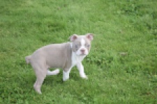 Boston Terrier (reu) 50180
