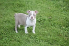 Boston Terrier (reu) 50180