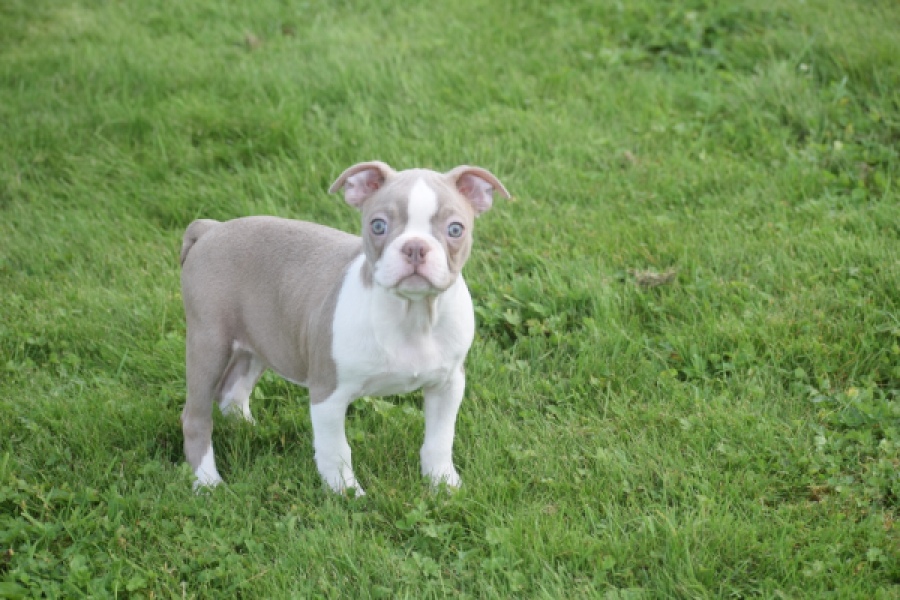 Boston Terrier (reu) 50180
