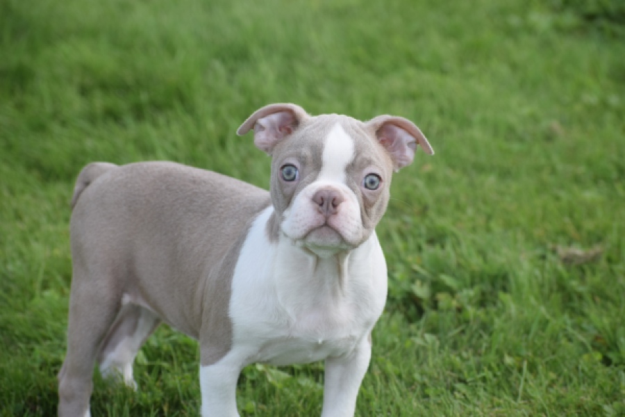 Boston Terrier (reu) 50180
