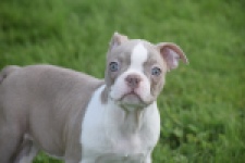 Boston Terrier (reu) 50180
