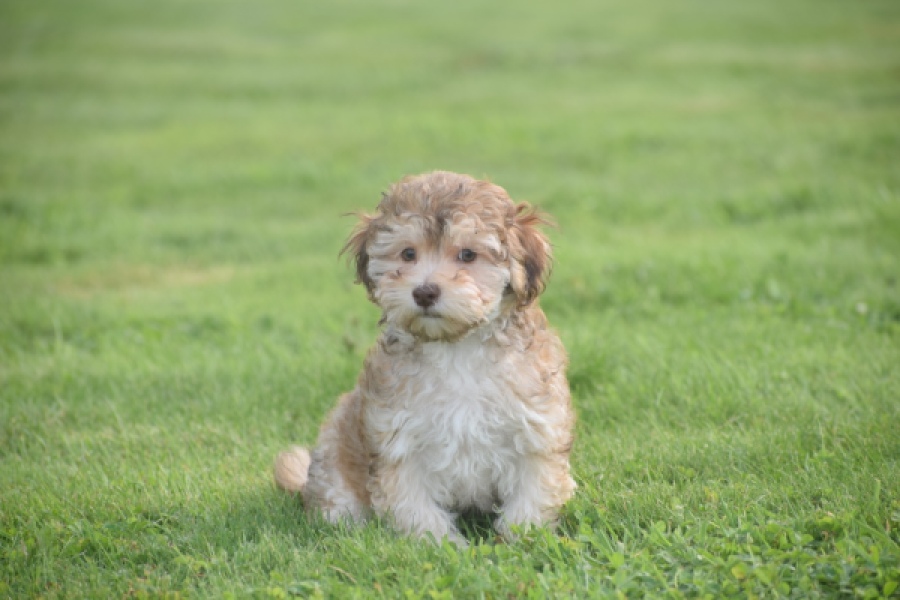 Bichon Havanais (reu) 03645
