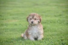 Bichon Havanais (reu) 03645