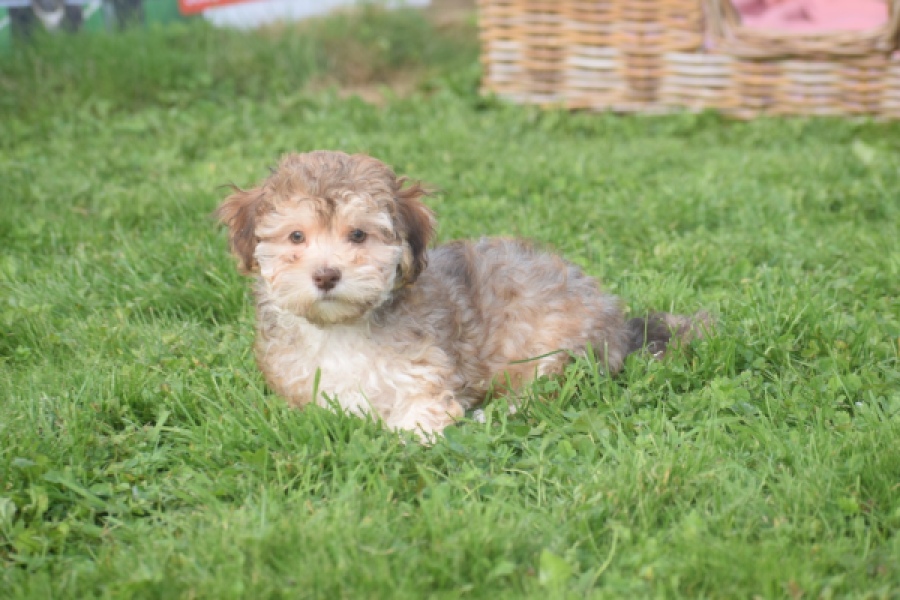 Bichon Havanais (reu) 03645
