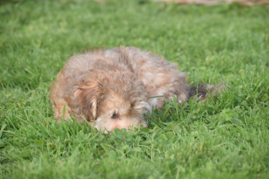Bichon Havanais (reu) 03645