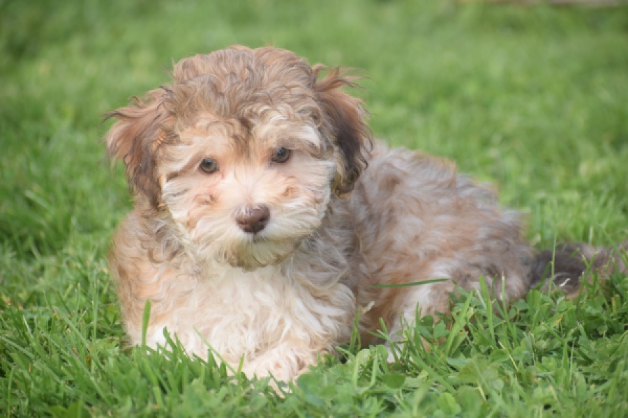 Bichon Havanais (reu) 03645