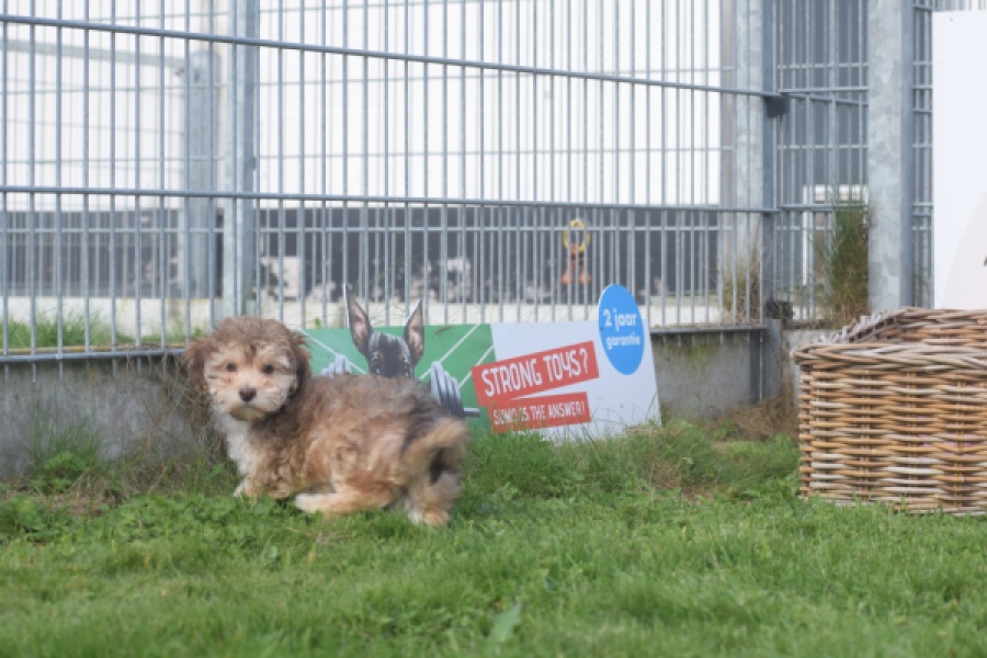 Bichon Havanais (reu) 03645