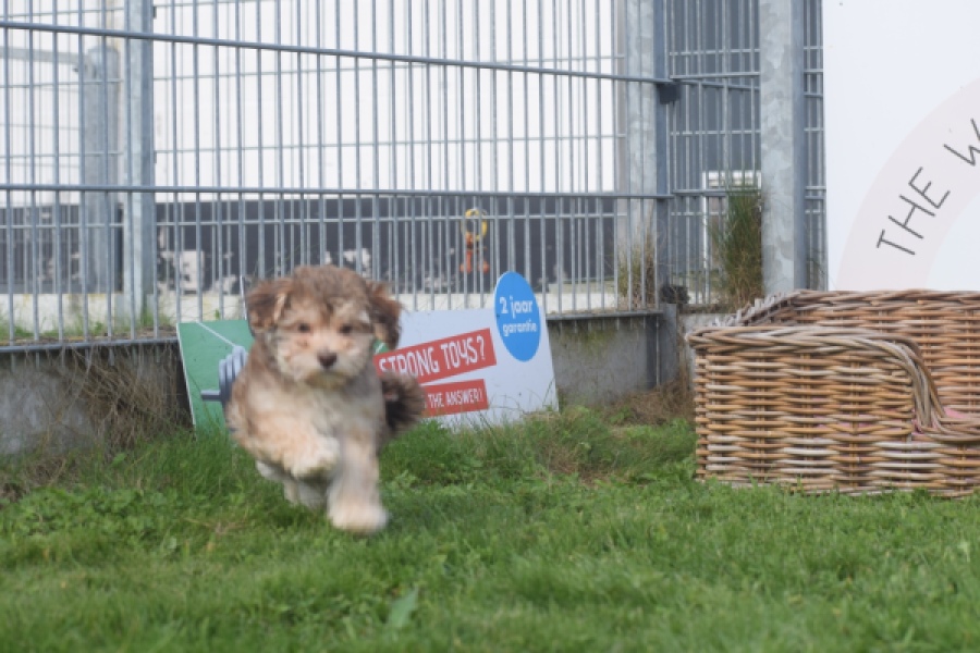 Bichon Havanais (reu) 03645