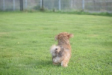 Bichon Havanais (reu) 03645