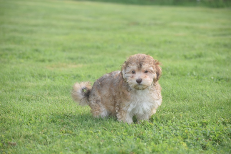 Bichon Havanais (reu) 03645