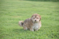 Bichon Havanais (reu) 03645