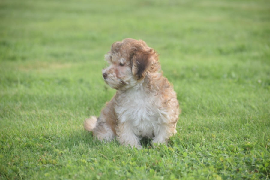 Bichon Havanais (reu) 03645