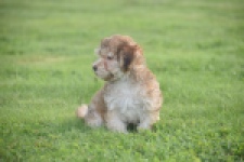 Bichon Havanais (reu) 03645