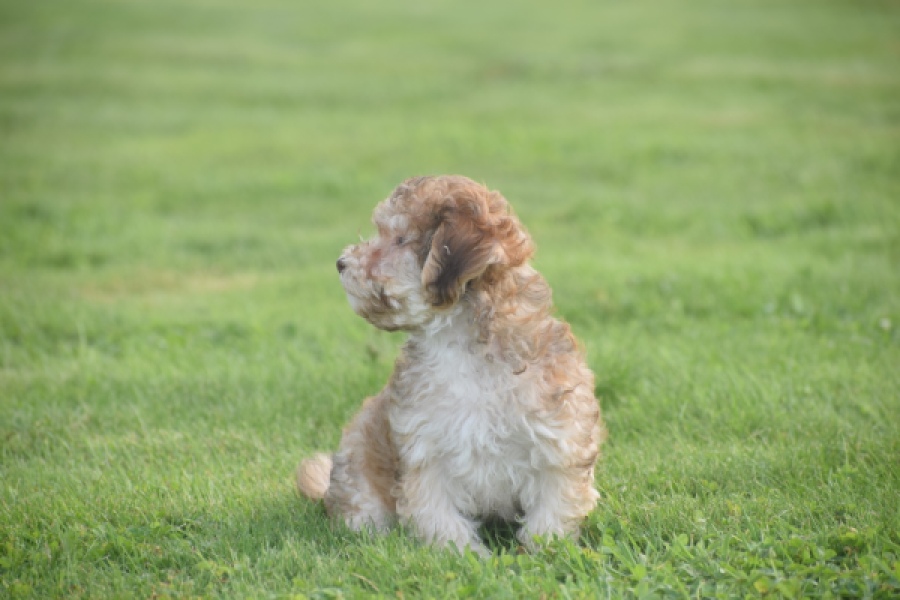 Bichon Havanais (reu) 03645