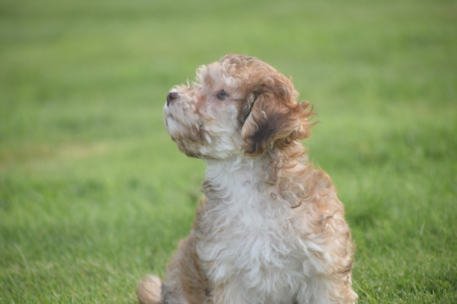 Bichon Havanais (reu) 03645