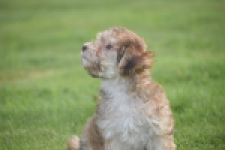 Bichon Havanais (reu) 03645