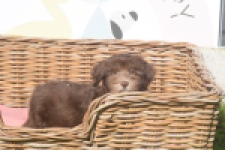 Bichon Havanais (reu) 03644