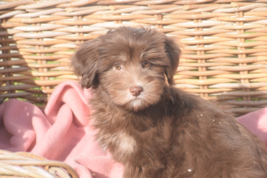 Bichon Havanais (reu) 03644
