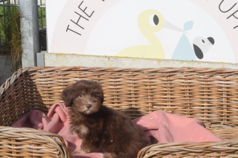 Bichon Havanais (reu) 03644