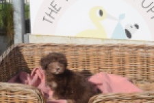 Bichon Havanais (reu) 03644