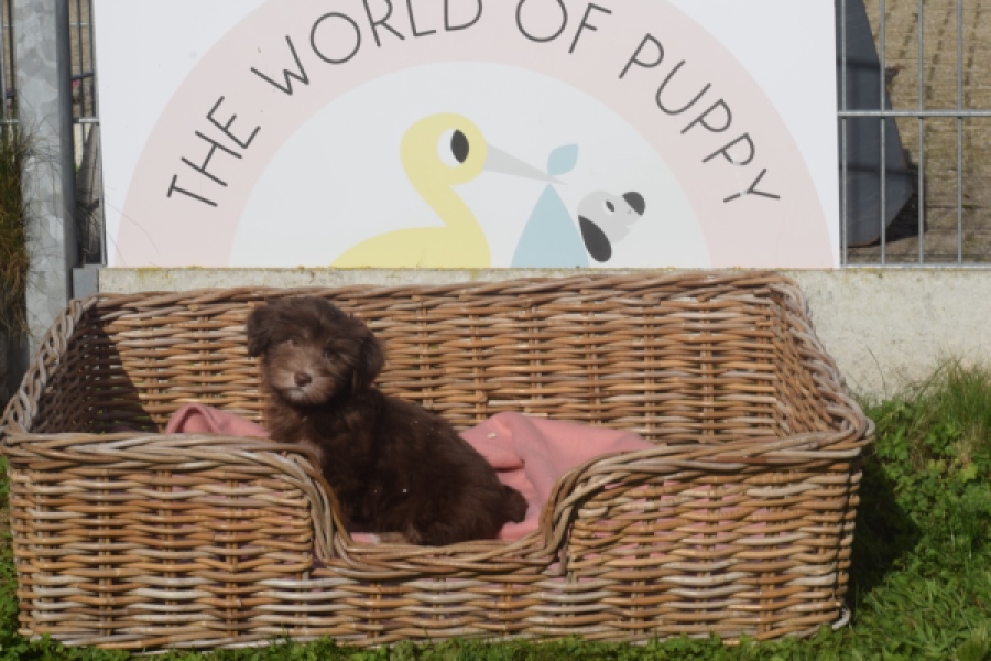 Bichon Havanais (reu) 03644