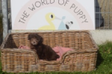 Bichon Havanais (reu) 03644