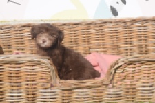 Bichon Havanais (reu) 03644