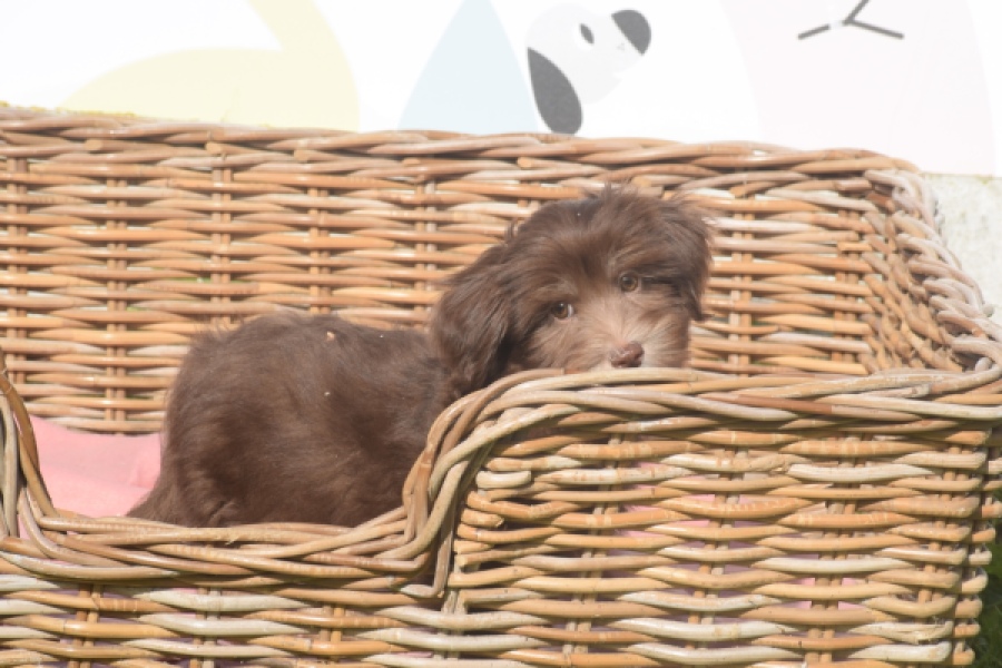 Bichon Havanais (reu) 03644