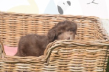 Bichon Havanais (reu) 03644