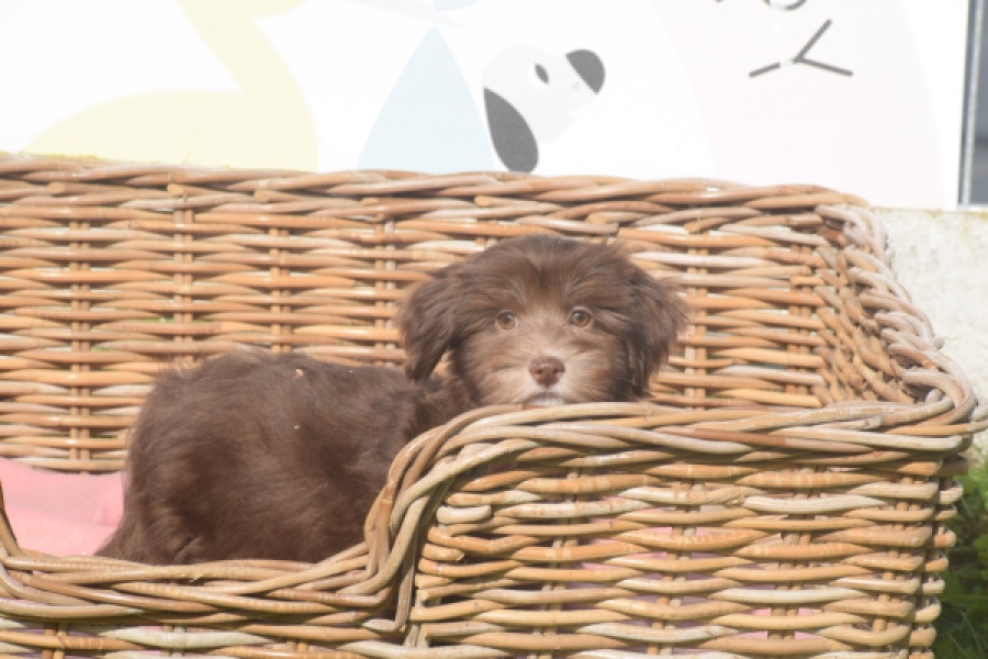 Bichon Havanais (reu) 03644