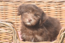Bichon Havanais (reu) 03644