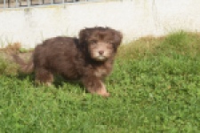 Bichon Havanais (reu) 03644