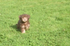 Bichon Havanais (reu) 03644