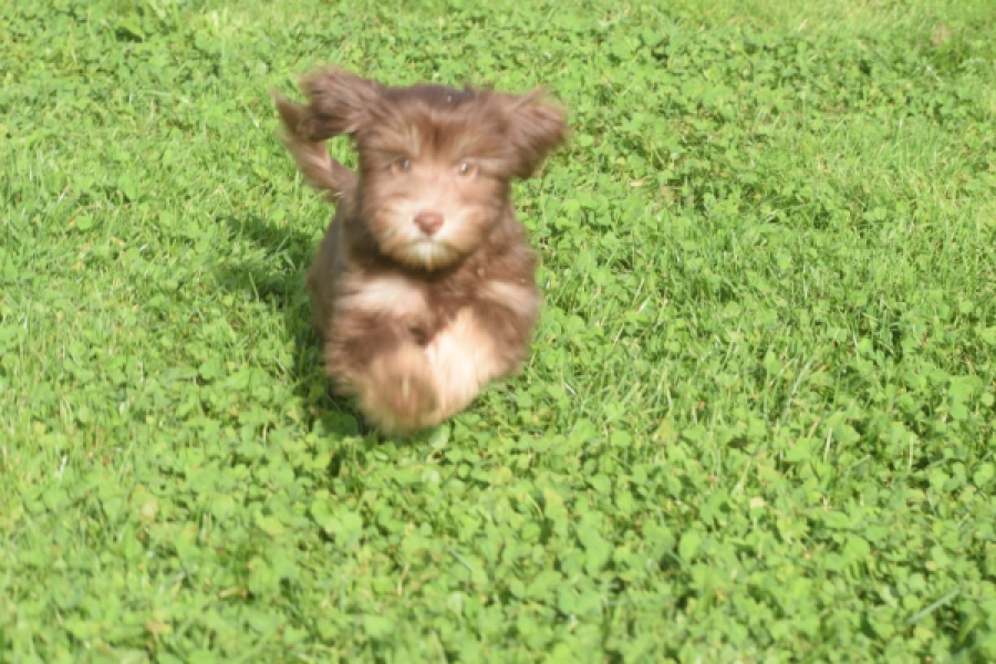 Bichon Havanais (reu) 03644