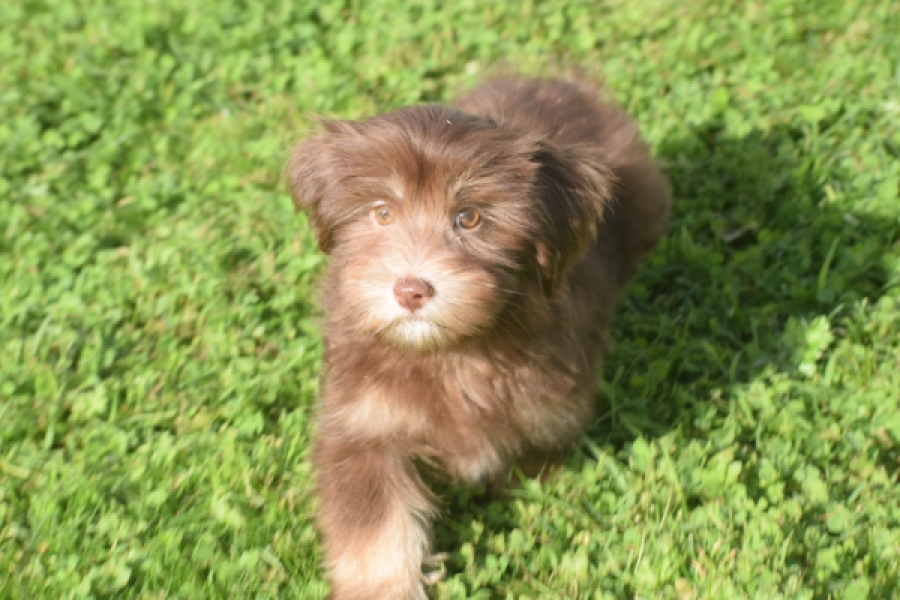 Bichon Havanais (reu) 03644